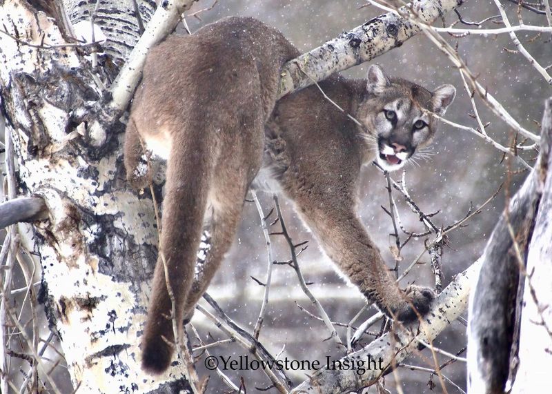 Mountain Lion of the Rockies