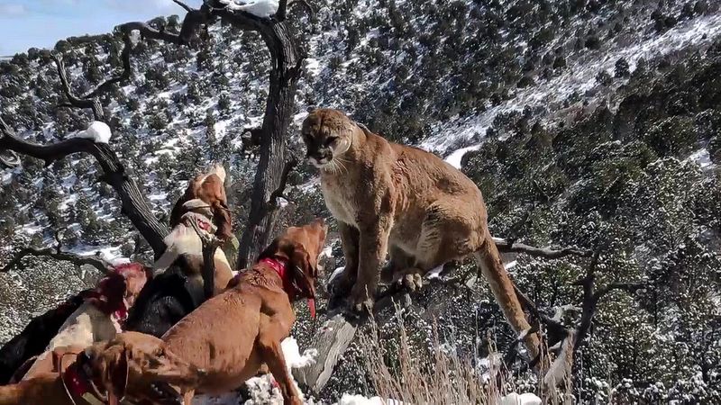 Mountain Lions