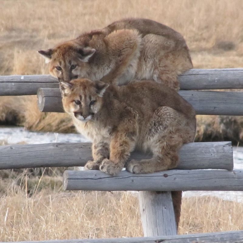 Mountain Lions