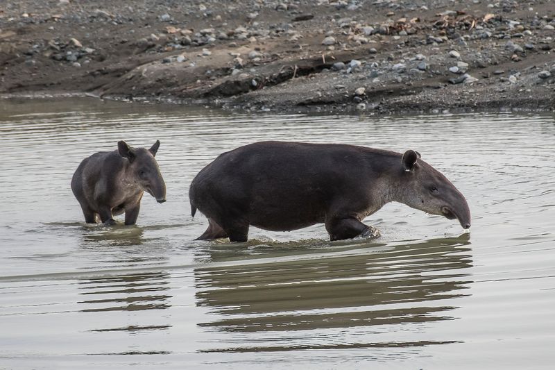 Mountain Tapir