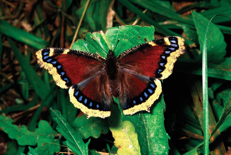 Mourning Cloak