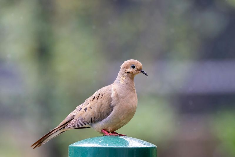 Mourning Dove