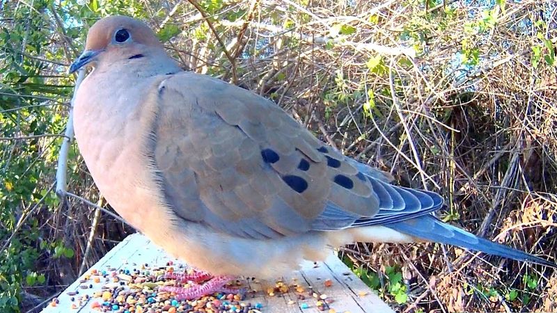 Mourning Dove