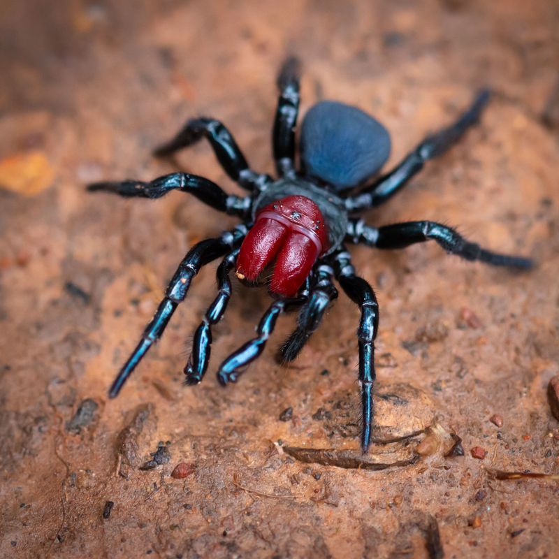 Mouse Spider