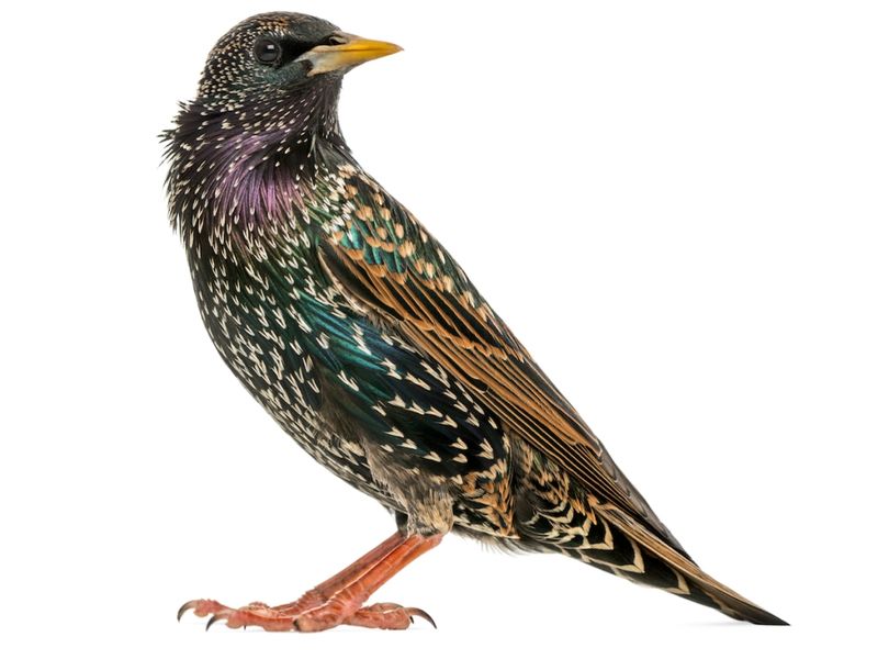 Mozart’s Starling, Star