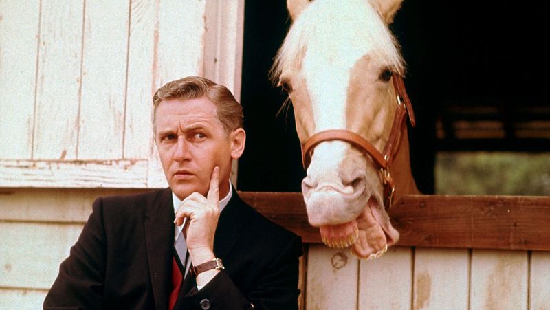 Mr. Ed the Talking Horse