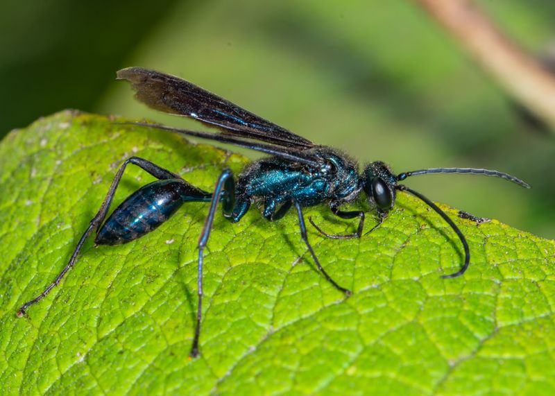 Mud Dauber Wasp