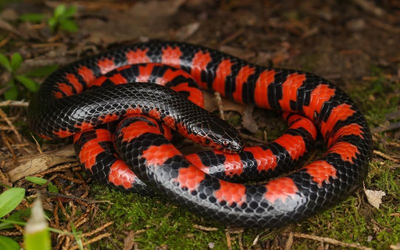 Mud Snake