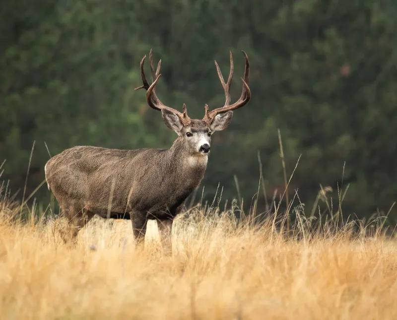 Mule Deer