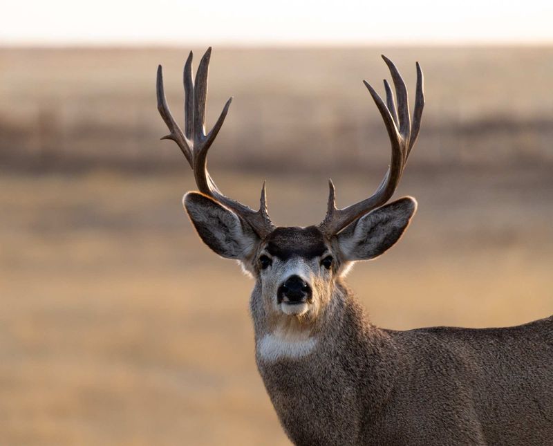 Mule Deer