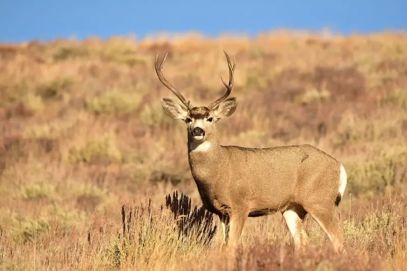 Mule Deer