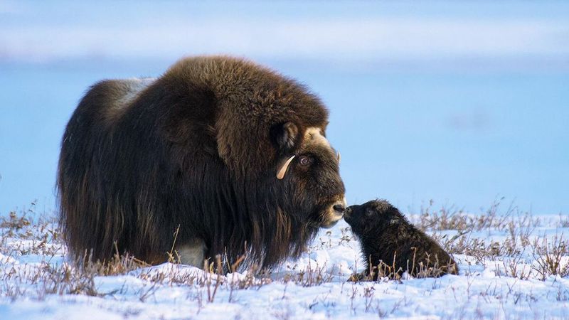 Musk Ox