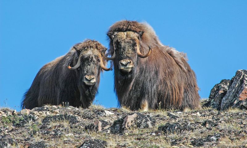 Musk Ox