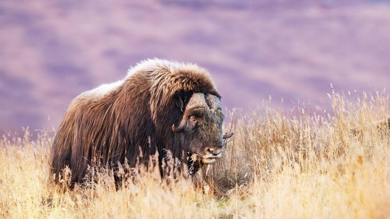 Musk Ox