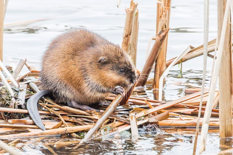 Muskrats