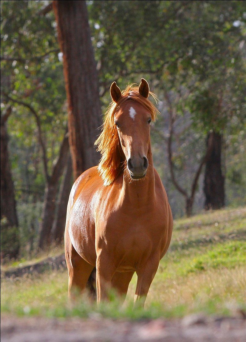 Mustang