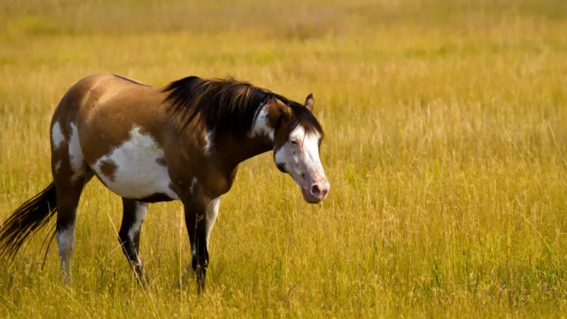 Mustang Populations Are Managed