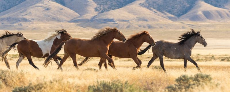 Mustang Sanctuaries Across the US