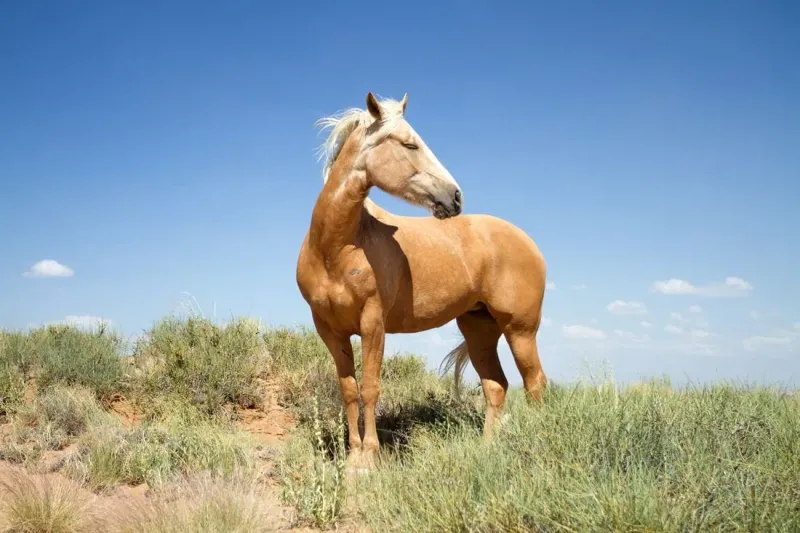 Mustang