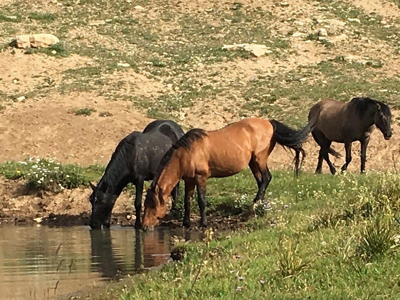 Mustangs’ Impact on Ecosystems