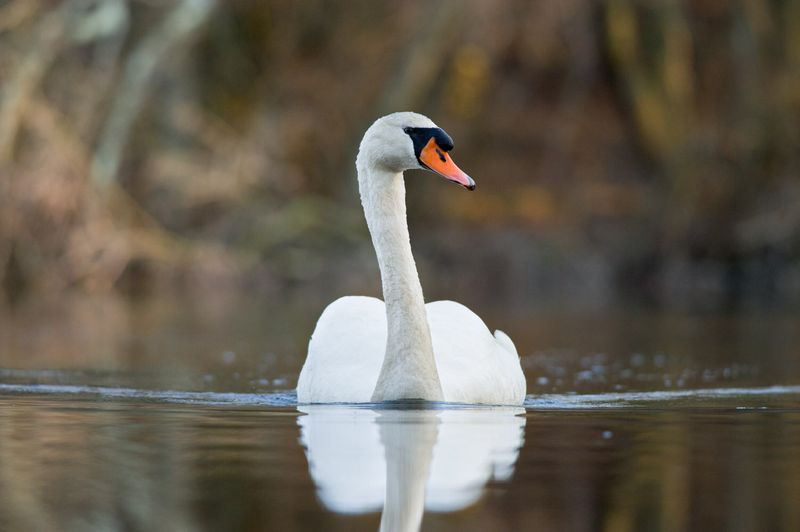 Mute Swan