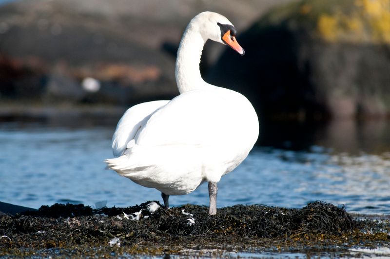 Mute Swan