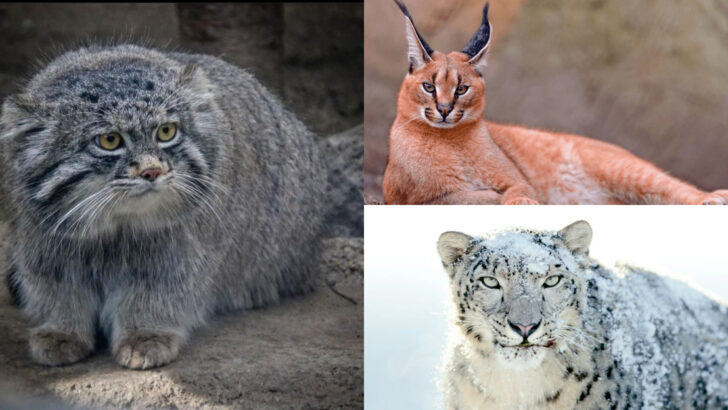 25 Mysterious Big Cats That Are Rarely Seen but Always Fascinating