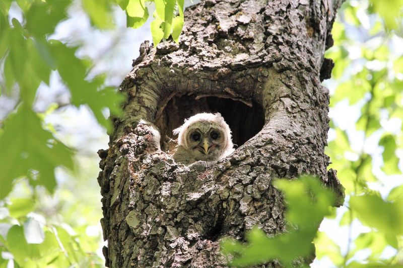 Mysterious Nesting Habits