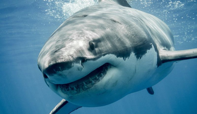 Myth 1: Sharks Are Mindless Killers