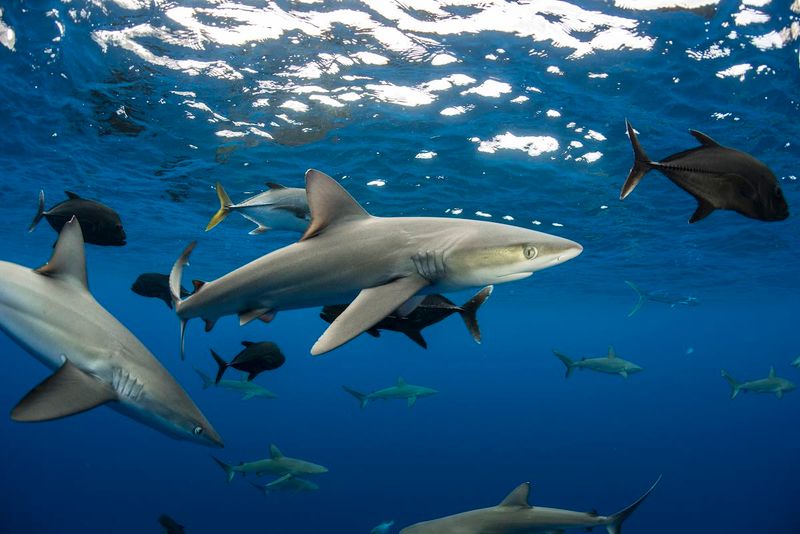 Myth 10: Sharks Are Indiscriminate Hunters