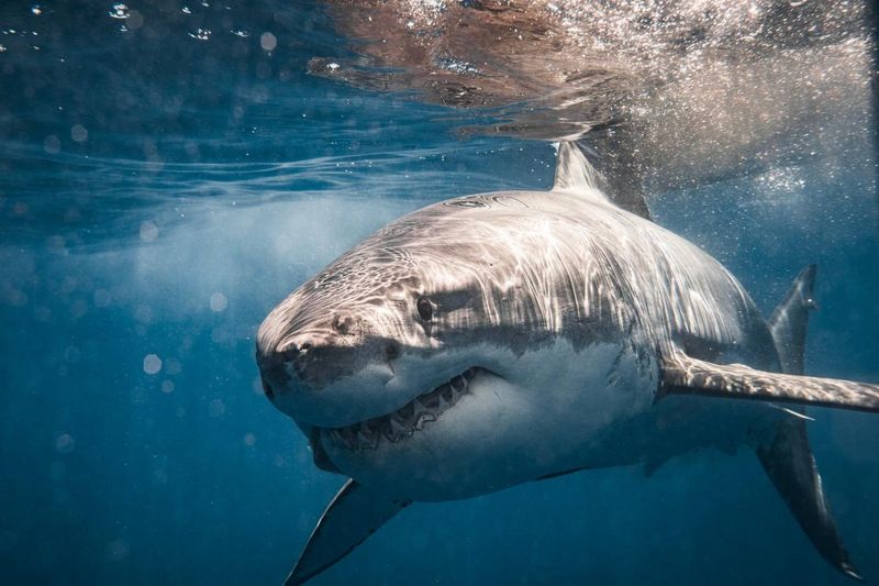 Myth 14: Shark Attacks Are Common