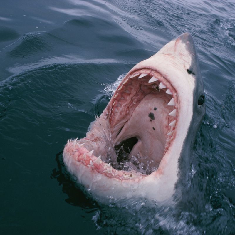 Myth 3: Sharks Are Always Aggressive