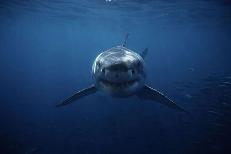 Myth 6: Sharks Cannot Be Killed