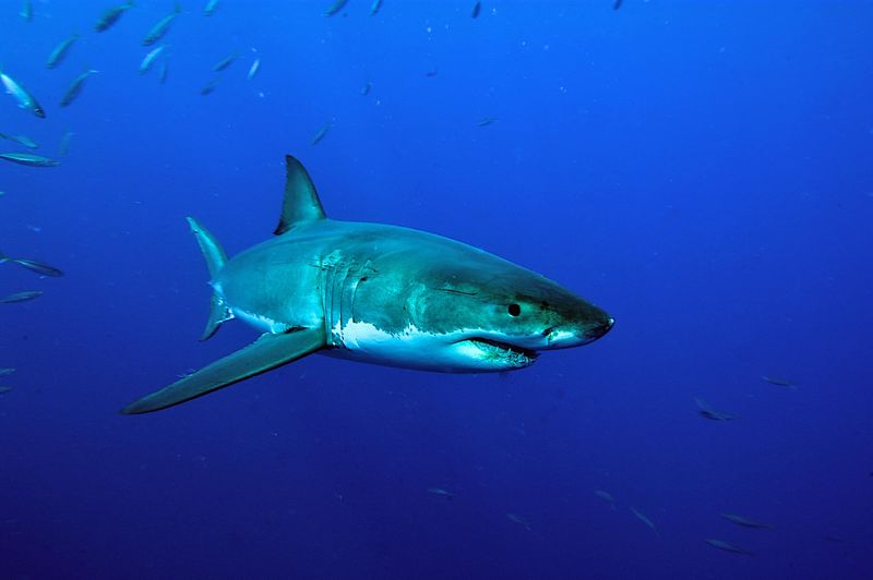 Myth 7: Sharks Are Solitary Creatures