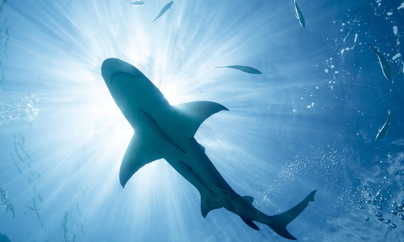 Myth 8: Sharks Are Not Intelligent