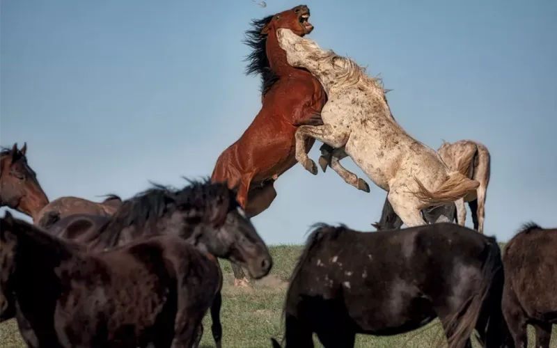 Myth: All Horses Are Wild at Heart