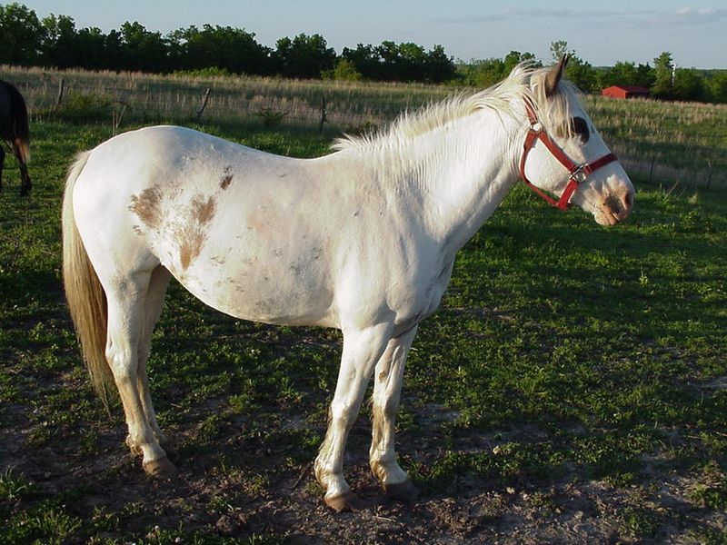 Myth: All White Horses Are Albino