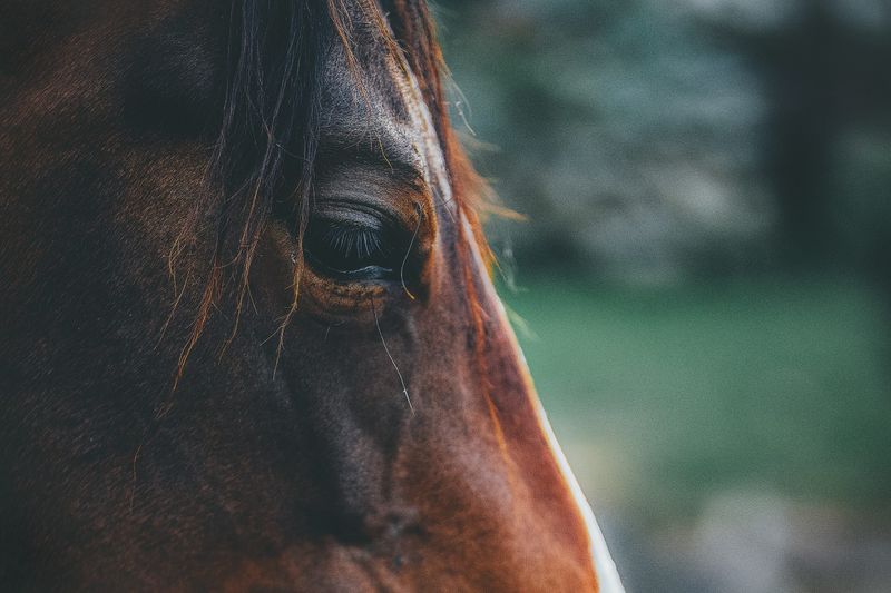 Myth: Horses Are Colorblind