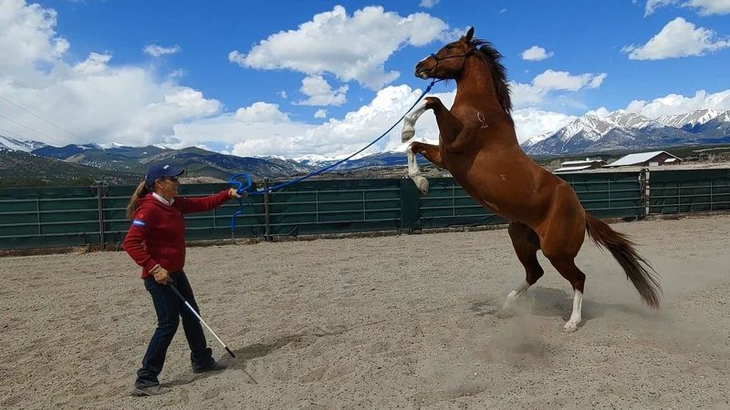 Myth: Horses Are Untrainable