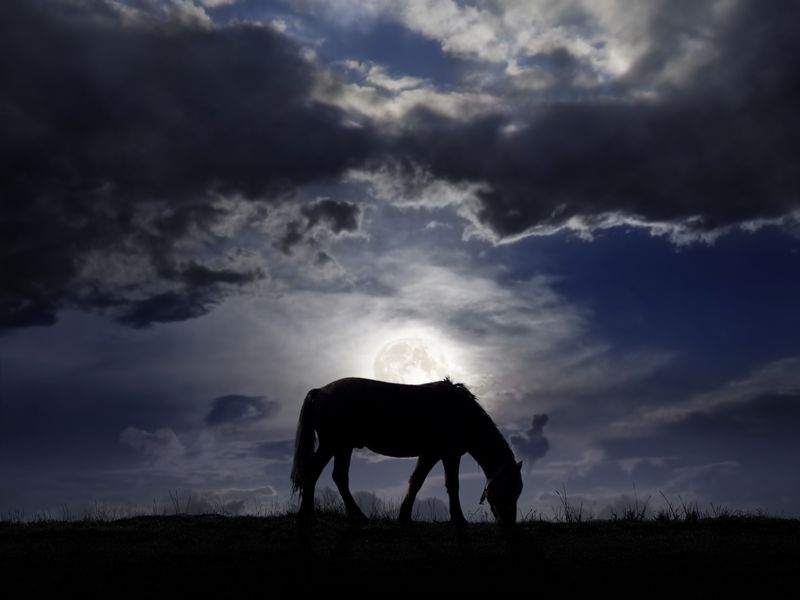 Myth: Horses Can't See at Night