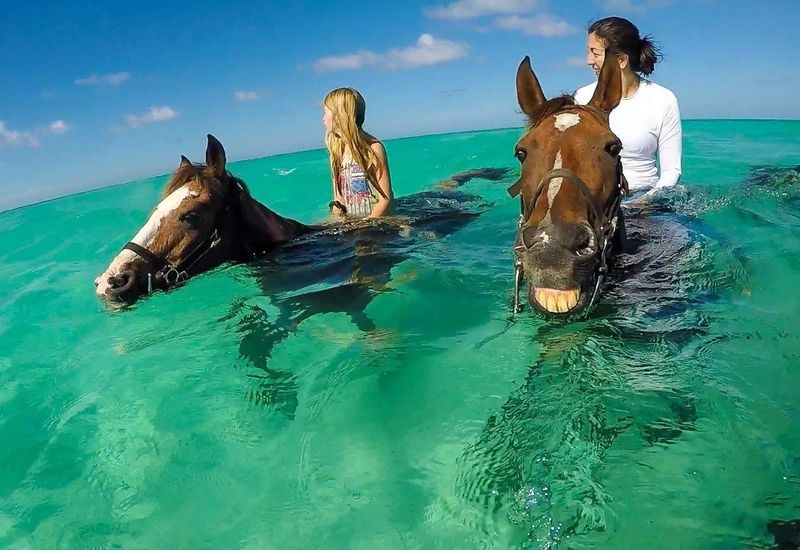 Myth: Horses Can't Swim