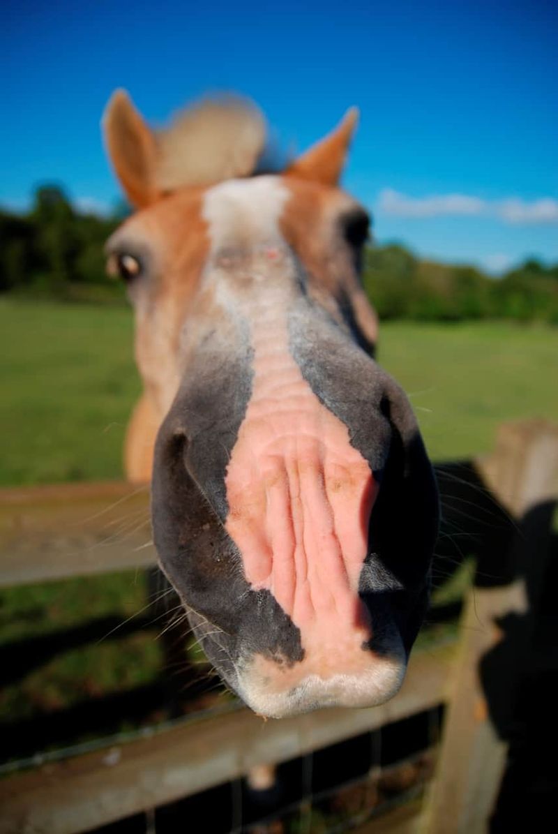 Myth: Horses Can’t Get Sunburned