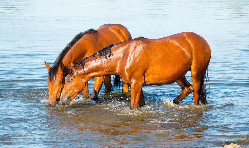 Myth: Horses Hate Water