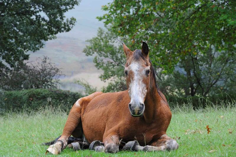 Myth: Horses Live Forever