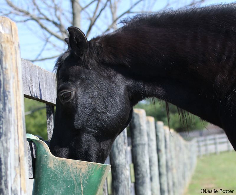 Myth: Horses Only Eat Hay and Grass