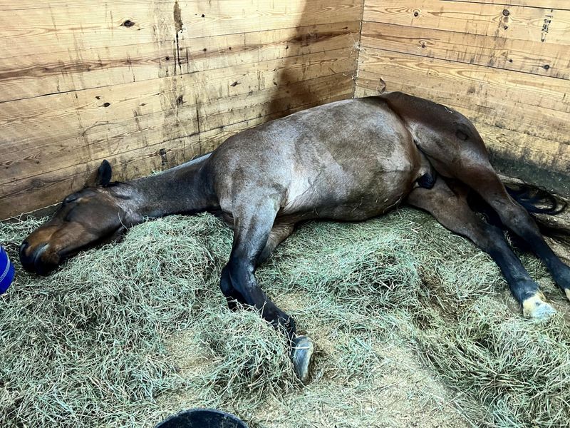 Myth: Horses Sleep Standing Up