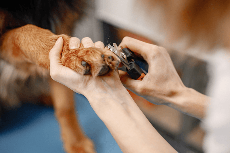 Nail Trimming Techniques