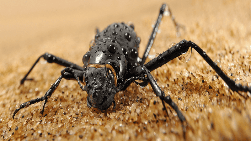 Namib Desert Beetle's Fog Basking