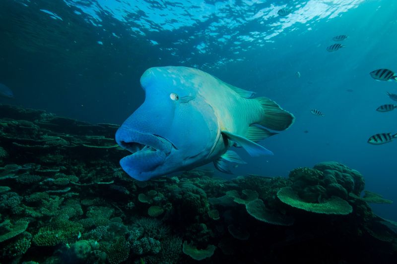 Napoleon Wrasse