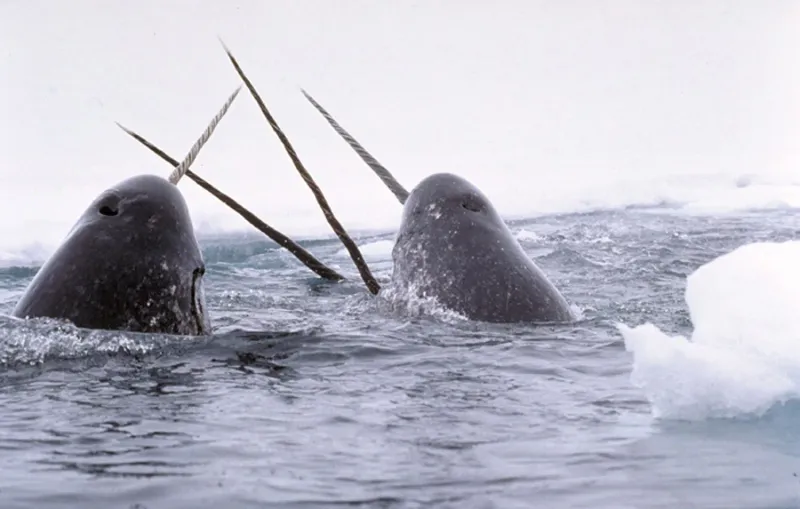 Narwhal's Tusk